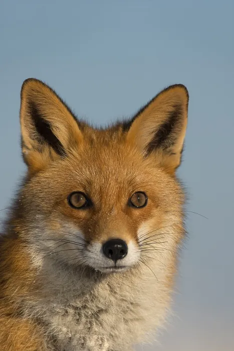 Framed Print : Red Fox (Vulpes vulpes), portrait