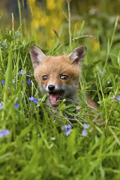 Framed Print : Red Fox (vulpes vulpes), Puppy with Flowers Framed Print : Red Fox (vulpes vulpes), Puppy with Flowers