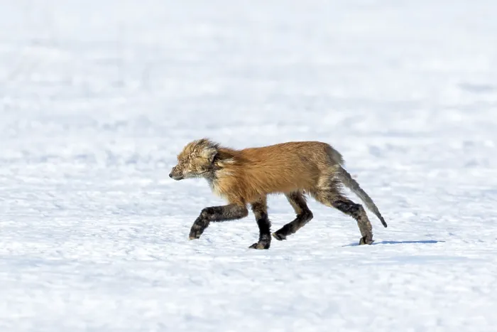 Framed Print : Red fox. Vulpes vulpes. Red fox affected with sarcoptic mange