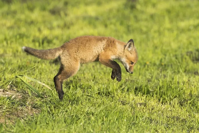 Framed Print : Red fox. Vulpes vulpes. Red fox cub jumping in a meadow