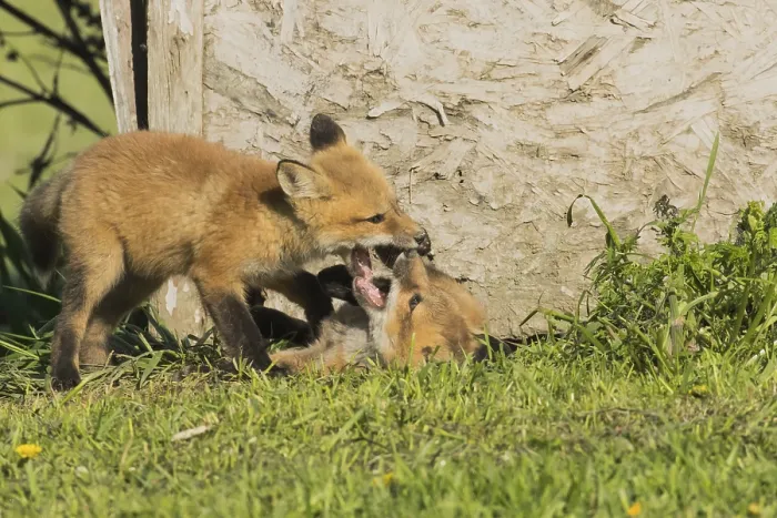 Framed Print : Red fox. Vulpes vulpes. Red fox cubs playing together in a meadow