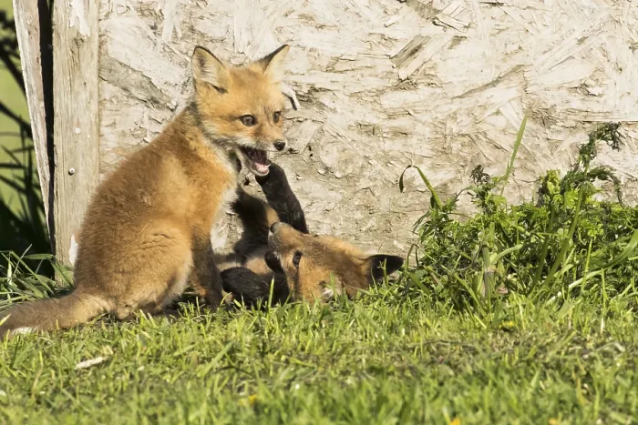 Framed Print : Red fox. Vulpes vulpes. Red fox cubs playing together in a meadow