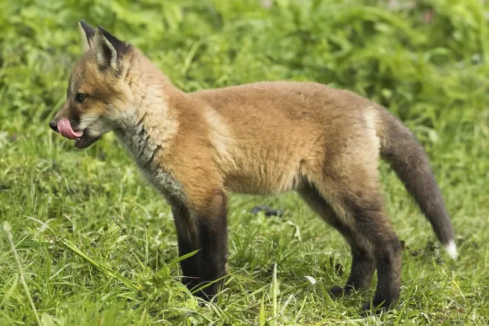 Framed Print : Red fox. Vulpes vulpes. Red fox cubs standing in a meadow and watching Framed Print : Red fox. Vulpes vulpes. Red fox cubs standing in a meadow and watching