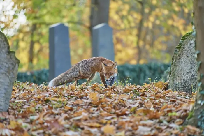 Framed Print : Red fox (Vulpes vulpes), running in a Jewish cemetery Framed Print : Red fox (Vulpes vulpes), running in a Jewish cemetery