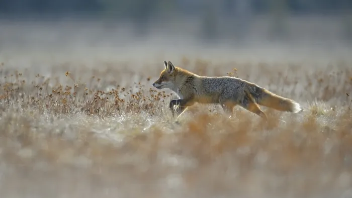 Framed Print : Red fox (vulpes vulpes), running across a meadow Framed Print : Red fox (vulpes vulpes), running across a meadow