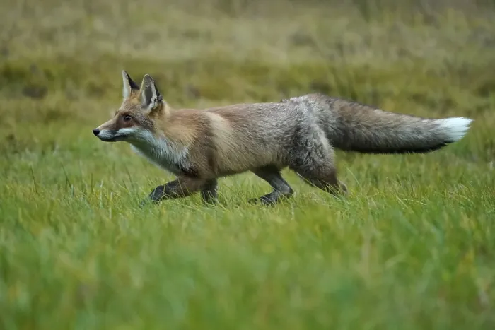 Framed Print : Red fox (Vulpes vulpes) running in a meadow