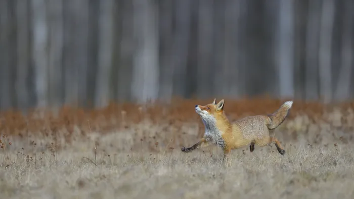 Framed Print : Red fox (vulpes vulpes), running across a meadow