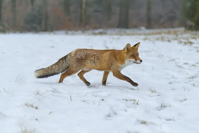 Framed Print : Red fox (Vulpes vulpes), running on a snowy meadow Framed Print : Red fox (Vulpes vulpes), running on a snowy meadow