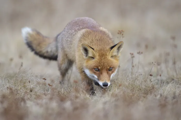 Framed Print : Red fox (Vulpes vulpes), runs in a meadow
