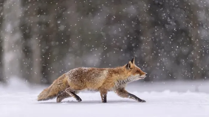 Framed Print : Red fox (Vulpes vulpes), runs in snow with snowfall Framed Print : Red fox (Vulpes vulpes), runs in snow with snowfall