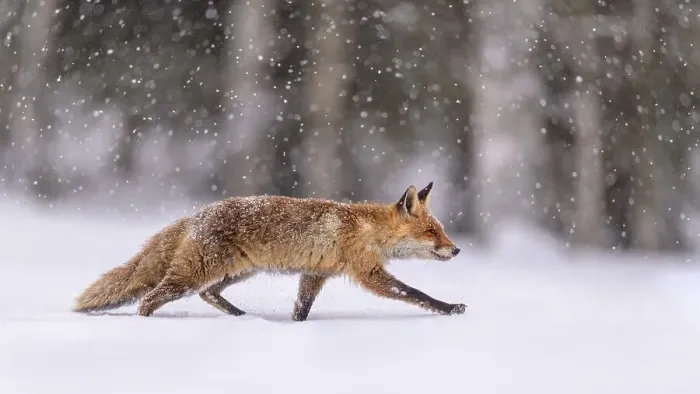 Framed Print : Red fox (Vulpes vulpes), runs in snow with snowfall