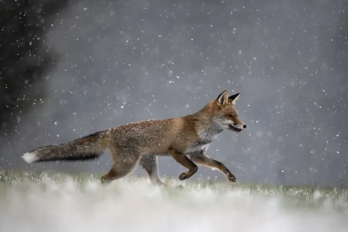 Framed Print : Red fox (Vulpes vulpes) runs during snowfall