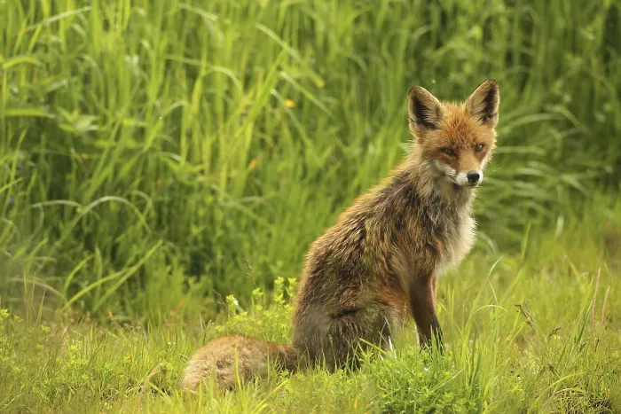 Framed Print : Red fox (Vulpes vulpes) sitting in the summer meadow