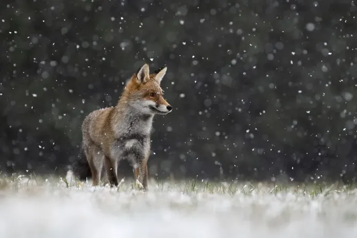 Framed Print : Red fox (Vulpes vulpes) during snowfall Framed Print : Red fox (Vulpes vulpes) during snowfall