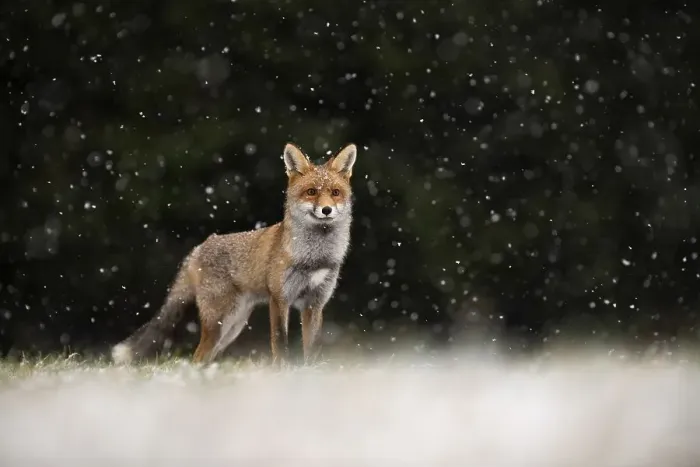 Framed Print : Red fox (Vulpes vulpes) during snowfall