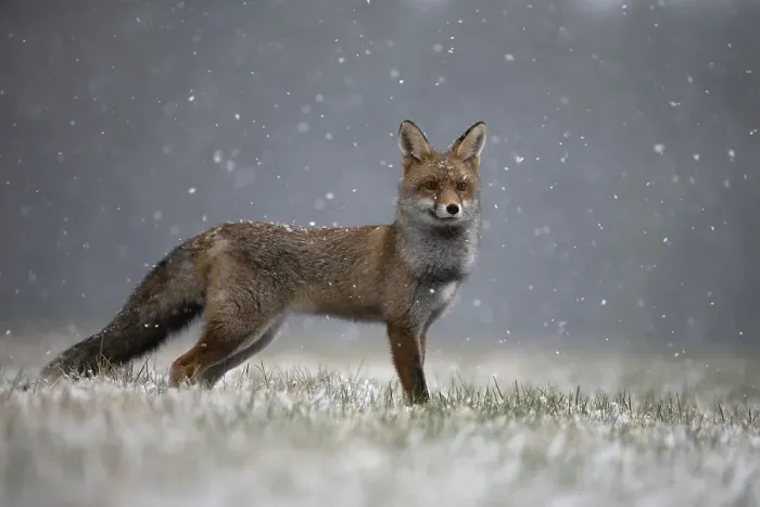 Framed Print : Red fox (Vulpes vulpes) during snowfall Framed Print : Red fox (Vulpes vulpes) during snowfall