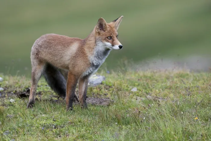 Framed Print : Red Fox (Vulpes vulpes) standing on an alpine meadow