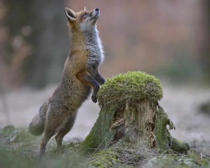 Framed Print : Red fox (Vulpes vulpes) standing erect at a mossy tree stump