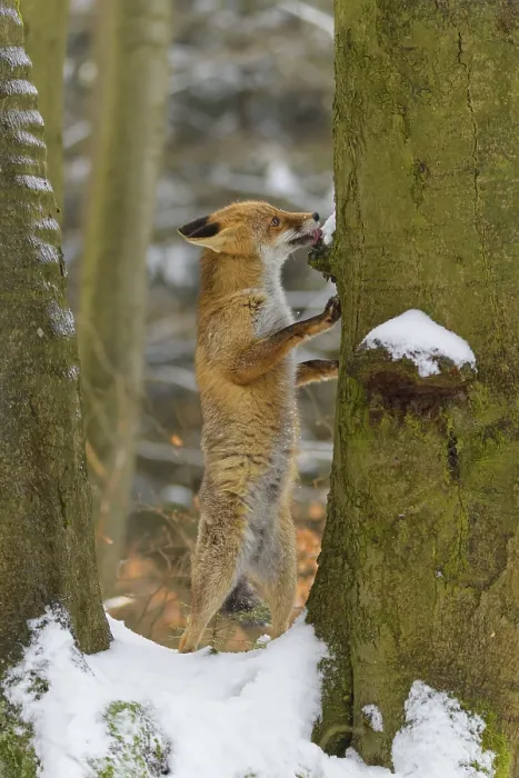 Framed Print : Red fox (vulpes vulpes), standing up against a tree in a snowy forest Framed Print : Red fox (vulpes vulpes), standing up against a tree in a snowy forest