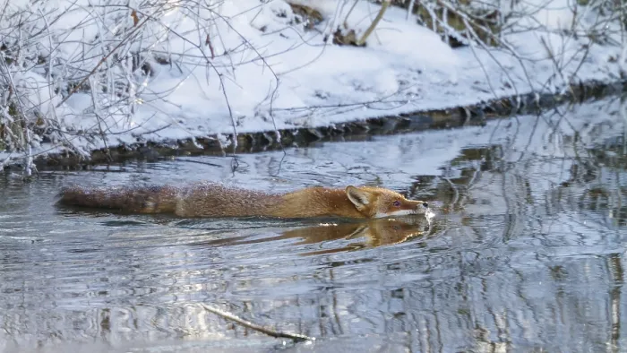 Framed Print : Red fox (Vulpes vulpes), swimming through river in winter