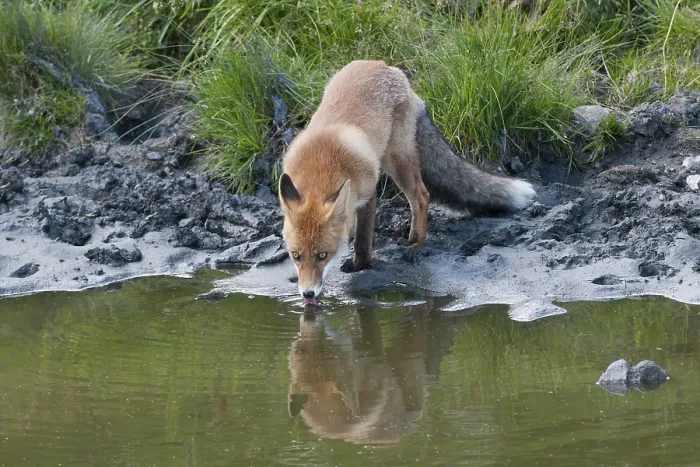 Framed Print : Red Fox (Vulpes vulpes), vixen watching her reflection in the water Framed Print : Red Fox (Vulpes vulpes), vixen watching her reflection in the water