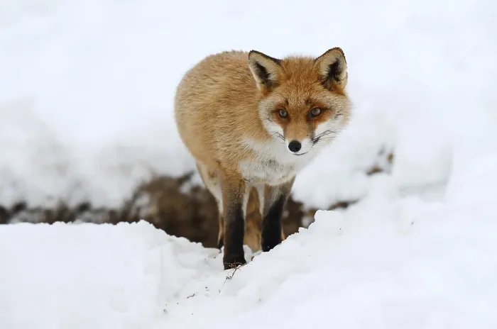Framed Print : Red fox (Vulpes vulpes) in winter