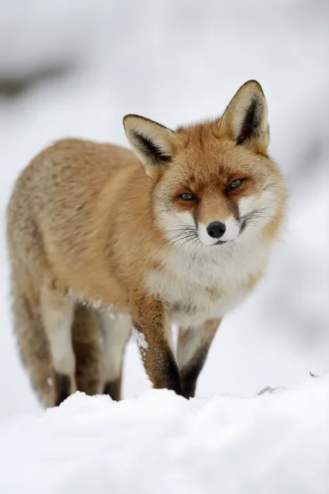 Framed Print : Red fox (Vulpes vulpes) in winter Framed Print : Red fox (Vulpes vulpes) in winter