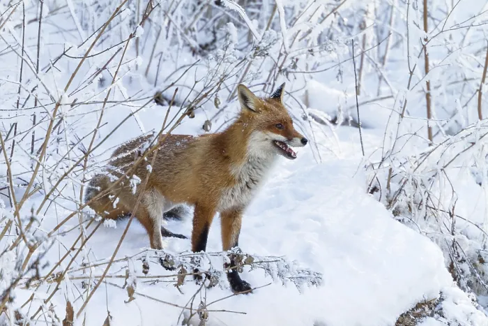 Framed Print : Red fox (Vulpes vulpes), in winter