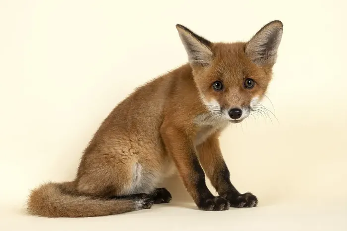Framed Print : Red fox (Vulpes vulpes), young animal Framed Print : Red fox (Vulpes vulpes), young animal