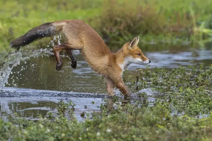 Framed Print : Red fox (Vulpes vulpes), Young fox jumps over a water body Framed Print : Red fox (Vulpes vulpes), Young fox jumps over a water body