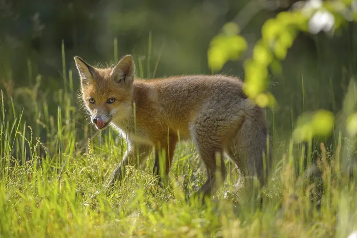 Framed Print : Red fox (Vulpes vulpes), young fox standing in a meadow and looking curiously Framed Print : Red fox (Vulpes vulpes), young fox standing in a meadow and looking curiously