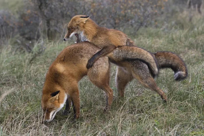 Framed Print : Red foxes (Vulpes vulpes), two fighting males