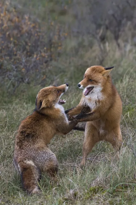 Framed Print : Red foxes (Vulpes vulpes), two fighting males