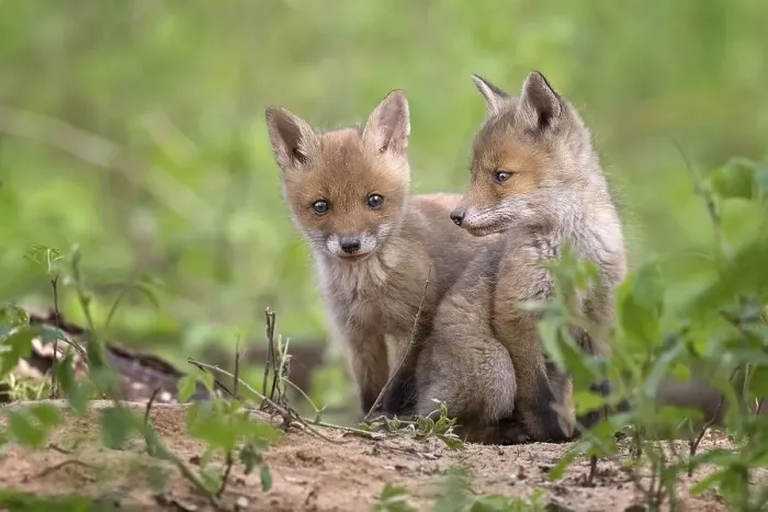 Framed Print : Red foxes (Vulpes vulpes), puppies