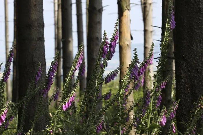 Framed Print : Red foxglove at the edge of the forest