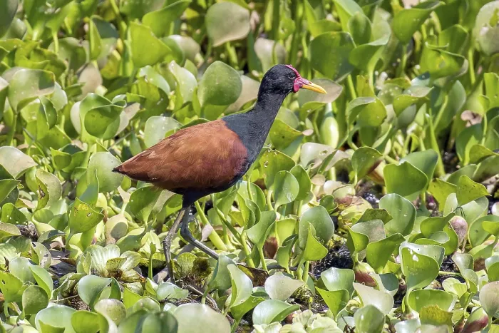 Framed Print : Red-fronted leafchicken (Jacana jacana)