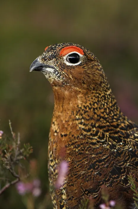 Framed Print : Red Grouse (Lagopus lagopus scoticus)