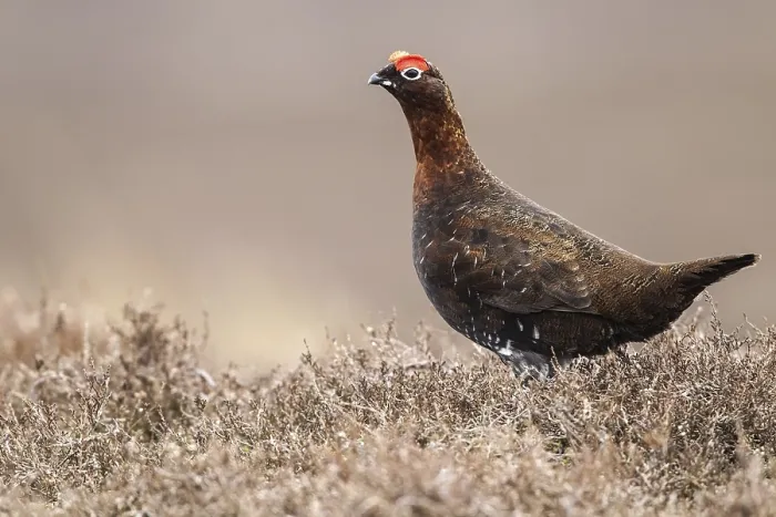 Framed Print : Red Grouse (Lagopus lagopus scoticus) adult male
