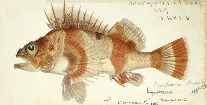 Framed Print : Red gurnard perch, Helicolenus percoides, reef ocean perch, coral cod, coral perch, Jock Stewart, kuriarki, ocean perch, red gurnard perch, fish, reproduction of an original, by Frank Edward Clarke (b. 1849, d)