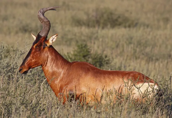 Framed Print : Red hartebeest (Alcelaphus buselaphus) Framed Print : Red hartebeest (Alcelaphus buselaphus)
