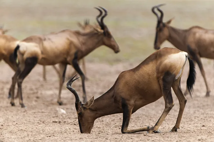Framed Print : Red Hartebeest (Alcelaphus caama) at a natural salt-lick Framed Print : Red Hartebeest (Alcelaphus caama) at a natural salt-lick
