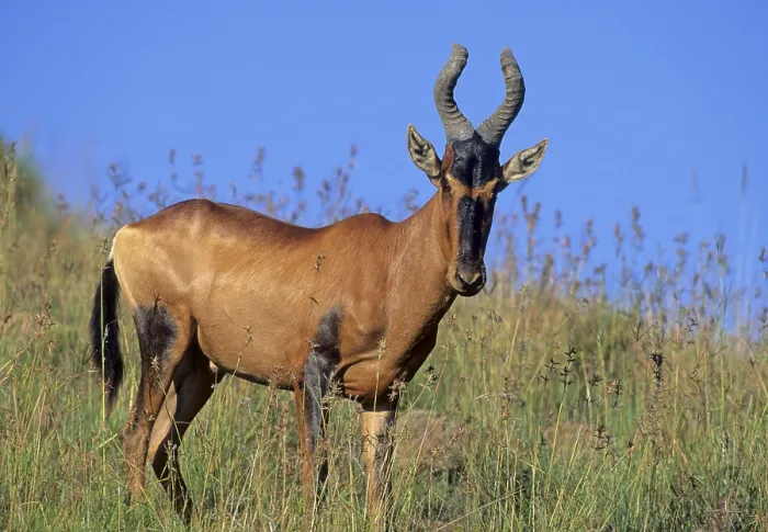 Framed Print : Red Hartebeest (Alcephalus buselaphus)