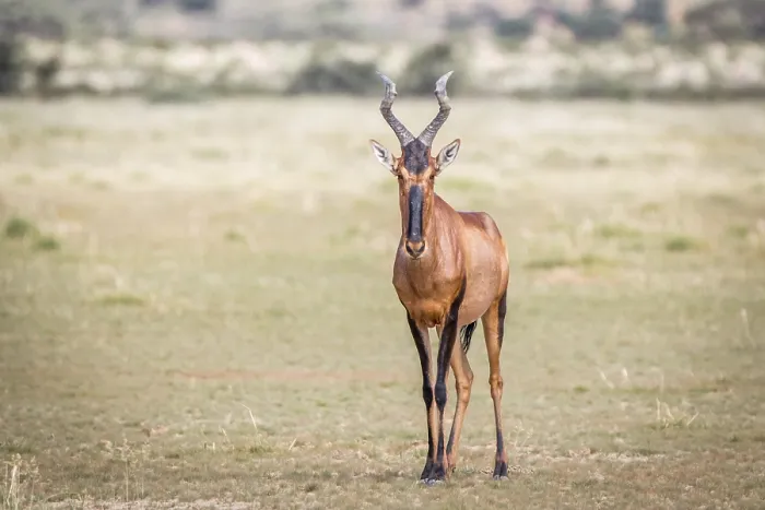 Framed Print : Red hartebeest standing in the grass and starring at the camera in the Kgalagadi Transfrontier Park