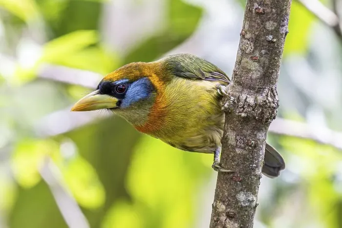 Framed Print : Red-headed barbet (Eubucco bourcierii) Framed Print : Red-headed barbet (Eubucco bourcierii)