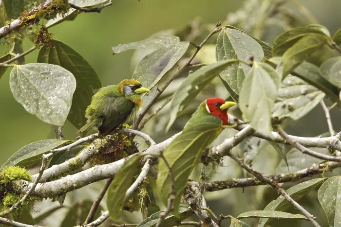 Framed Print : Red-headed Barbet (Eubucco bourcierii) Framed Print : Red-headed Barbet (Eubucco bourcierii)