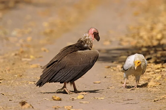 Framed Print : Red-headed Vulture (Sarcogyps calvus) and egyptian vulture (Neophron percnopterus) on the ground