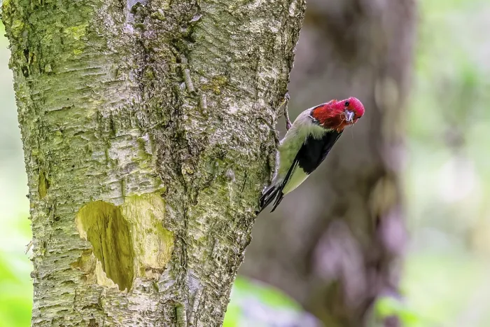 Framed Print : The red-headed woodpecker (Melanerpes erythrocephalus) bringing food for young into the nesting cavity