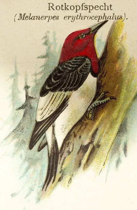 Framed Print : Red-headed woodpecker (Melanerpes erythrocephalus) Tree trunk