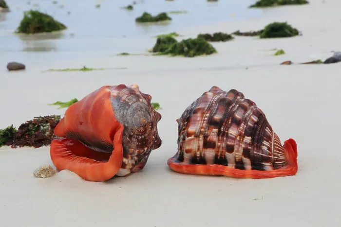 Framed Print : Red helmet snails, Zanzibar (Cassis rufa)