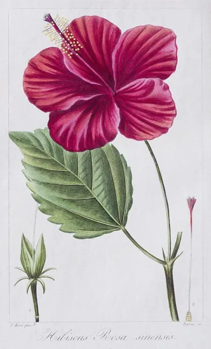 Framed Print : Red Hibiscusbloom (Hibiscus), hand-coloured copper engraving by Pancrace Bessa Framed Print : Red Hibiscusbloom (Hibiscus), hand-coloured copper engraving by Pancrace Bessa